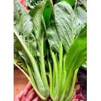 ราคา กวางตุ้งสายพันธ์ุยักษ์ไต้หวัน (20749185213)