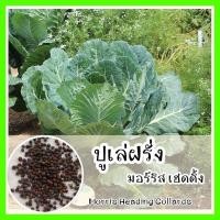 ราคา พร้อมส่ง รหัส 045 เมล็ดพันธุ์แท้ OP แท้ ปูเล่ฝรั่ง มอร์ริส เฮดดิ้ง ปลูกง่าย คล้ายคะน้า Morris heading collards เมล็ดผักปูเล่ (6676814788)