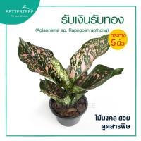 ราคา รับเงินรับทอง หรือนับเงินนับทอง กระถาง 5 นิ้ว ต้นไม้มงคล ต้นไม้ฟอกอากาศ ต้นไม้ในร่ม ต้นไม้ (16221594189)