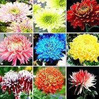ราคา ขายส่ง 100 เมล็ด เมล็ดดอกเบญจมาศ Chrysanthemum คริสแซนติมั่ม ดอกมัม แทนซี่ ดอกเบญจทรัพย์ ดอกเก็กฮวยขาว เบญจมาศสวน เบญจมาศหนู ดอกขี้ไก่ (1369556392)