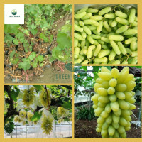 ราคา องุ่นนิ้วมือเขียว องุ่นนิ้วมือเขียว ต้นทาบสูง 40 60 ซม ไม้เลื้อย ผลไม้กรอบไร้เมล็ด (20638101169)