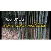 ราคา ต้นไผ่ซางหม่น ไผ่ซางหม่น ลำตรง กอสวย หน่อไม้อร่อย ปลูกได้ทุกสภาพดิน หน่อดก จัดส่งพร้อมถุง 8 นิ้ว ลำต้นสูง 1 เมตรขึ้นไป (21008638646)