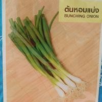 ราคา ต้นหอม 185 เมล็ด เมล็ดพันธุ์ผัก ต้นหอมแบ่ง เจียไต๋ หอมแบ่ง เมล็ดต้นหอม เมล็ดผัก (19221525769)