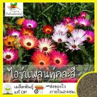 ราคา เมล็ดพันธุ์ ไอซ์แพลนท์ คละสี 200 เมล็ด Mesembryanthemem criniflorum Mixed Seed เมล็ดพันธุ์แท้ นำเข้าจากต่างประเทศ100 (6252164655)