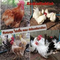 ราคา ไข่เชื้อไก่แจ้ คละไข่ ลุ้น เชื้อ 1กล่องมี 4ฟอง มี ไข่เชื้ิอไก่แจ้ซารามอ ไข่เชื้อไก่แจ้ขาวล้วนไข่เชื้อไก่แจ้ขาวหางดำ ไข่เชื้อไก่มินิโคชิน (21189311702)