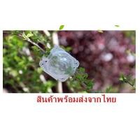 ราคา ตุ้มตอนกิ่ง เกรดA ตุ้มตอนพลาสติก ลูกบอลตอนกิ่ง ขยายพันธุ์พืช ตอนกิ่ง ตอนต้นไม้ ตอนกิ่งไม้ ขนาด 5ซม 12ซม (20671841468)