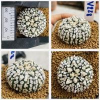 ราคา แอสโตรวี ไทป์ แอสโตร v ชุดที่2 แอสโตรไฟตั้มวีไทป์ Astrophytum V type กระบองเพชร แคคตัส (21103196065)