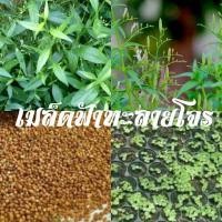 ราคา เมล็ดฟ้าทะลายโจร บรรจุ500เมล็ด ราคา 59 บาท (9672727749)