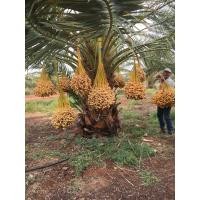 ราคา ต้นอินทผาลัม พันธุ์บาฮีใหญ่ พันธุ์ที่นิยมกินผลสดได้แก่ สายพันธุ์บาฮี BARHEE BARHI ปลูกง่าย ต้นโตไว ให้ลูกใหญ่ (20978318701)