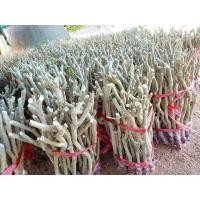 ราคา ชะอม ผักขา กิ่งตอน พร้อมติดยอด แบ่งขาย 3 กิ่ง 5 กิ่ง 10 กิ่ง (20825170306)