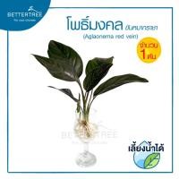 ราคา โพธิ์มงคล หรือขันหมากราชา จำนวน 1 ต้น เลี้ยงน้ำได้ ไม้เลี้ยงน้ำ ต้นไม้ (21143354689)