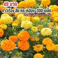 ราคา เมล็ดพันธุ์ ดอกดาวเรืองคละสี ส้ม เหลือง 300 เมล็ด คละสี2สี (17686151293)