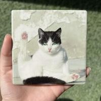 ราคา มีกล่องทุกชิ้น ที่รองแก้ว แผ่นหินรองแก้ว จานรองแก้ว ลายแมว จานรองแก้วแมว (16543300586)