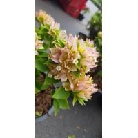 ราคา ต้นเฟื่องฟ้าแคระ เฟื่องฟ้า Bougainvillea เฟื่องฟ้าสาวิตรี ดอกสีสดใส สีส้มโอรสอมชมพู ทรงบอนไซ จัดส่งพร้อมกระถาง 8 นิ้ว ลำต้นสูง 30 ซม (20978544280)