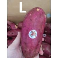 ราคา มันหวานญี่ปุ่นเนื้อเหลืองยกลัง5kg เนื้อหวานฉ่ำ รสชาติหวานอร่อยsweet potato番薯 (10201253609)