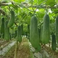 ราคา 50เมล็ดฟักเขียวใหญ่ ฟักเขียว ฟักหอม 1 ซอง บรรจุ 20 เมล็ด เมล็ดพันธุ์ ฟักเขียว ฟักยักษ์ ฟักเขียวใหญ่ ปลูกลูกเดียวกินได้ทั้งหมู่บ้าน 20 เมล็ (19569913849)