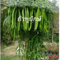 ราคา เมล็ดถั่วพูยักษ์ซอง8เมล็ดถั่วพูยักษ์หวานกรอบอร่อยกว่าจ้า ฝักใหญ่ ยาว หวานกรอบ อร่อยกว่า (13963692929)