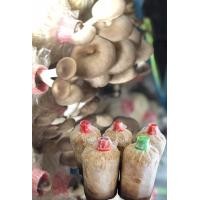 ราคา ก้อนเชื้อเห็ด นางฟ้าภูฐาน ชุด 5 ก้อน (10318924338)