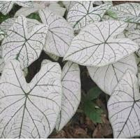 ราคา บอนสีราชินีใบไม้ อิเหนาขาว ขาวแน่ๆ 100000 จัดส่งหัวพันธุ์ ไซส์ใหญ่ (7607901997)