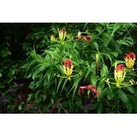 ราคา 2 10หัว ชุด หัวเหง้า ดองดึง หัวฟาน หัวขวาน พันมหา อีสาน ใช้ปลูก Gloriosa Superba (2918116663)