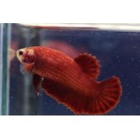 ราคา ปลากัด สีแดง ซูเปอร์เรด เพศเมีย 1 ตัว (20706413133)