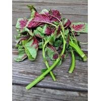 ราคา ผักโขมใบกระ ผักโขมใจแดง ผักโขมเขียวใจแดง ตัวเลือกสูงสุด 10000 เมล็ด 10 แถม 1 คละได้ (13154611120)