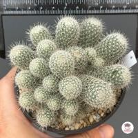 ราคา เข็มเงิน ฟอร์มกอ Mammillaria geminispina แคคตัส กระบองเพชร cactus succulent (7890180064)