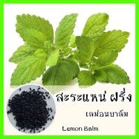 ราคา พร้อมส่ง รหัส 059 เมล็ดพันธุ์แท้ OP แท้ เลม่อนบาล์ม สะระแหน่ฝรั่ง Lemon Balm เมล็ดสะระแหน่ เมล็ดพันธุ์ (7187540469)