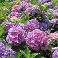 ราคา 20 เมล็ด เมล็ดไฮเดรนเยีย Hydrangea Seeds ดอกไม้ที่สื่อถึงความเข้าใจ ความซื่อสัตย์ สายพันธุ์ Venice (21086409391)