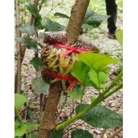 ราคา กิ่งตอนต้นมัลเบอรี่ 1 กิ่ง (20435338345)