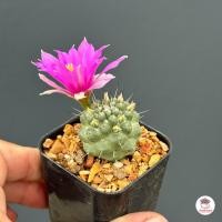 ราคา แมมมิลลาเรีย ชูแมนนิไอ หนามเดี่ยว Mammillaria Schumannii แคคตัส กระบองเพชร cactus succulent (13735196678)