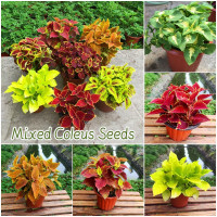 ราคา ปลูกง่าย เมล็ดสด100 เมล็ดพันธุ์ โคเลอุส บรรจุ 100 เมล็ด สีผสม Mixed Coleus Seeds เมล็ดดอกไม้ บอนสีราคาถูก เมล็ดบอนสี ต้นไม้มงคล บอนสี ดอกไม้ปลูกสวยๆ เมล็ดพันธุ์ดอกไม้ ไม้ประดับ พันธุ์ดอกไม้ ดอกไม้ปลูก