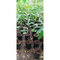 ราคา ต้นทุเรียนยาวลิ้นจี ต้นทุเรียนพวงมณี หนามดำ มูซานคิง ขนีไข่ แบบเสริมราก3ราก ขนาด 80 ซ ม ต้นทุเรียนเสริมราก ราคา แพ็ค 2ต้น (20563861326)