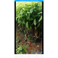 ราคา ต้นมะฮอกกานี 50 80เซน ชุด10ต้น350บาท (17403261312)