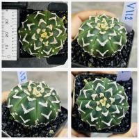 ราคา แอสโตรวี ไทป์ แอสโตร v ชุดที่2 แอสโตรไฟตั้มวีไทป์ Astrophytum V type กระบองเพชร แคคตัส (20544370478)