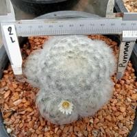 ราคา แมมขนนกขาว ต้นใหญ่ แม่พันธ์ ไม้เมล็ด พร้อมออกดอกทันที ต้นกระบองเพชร ต้นแคคตัส แคคตัส กระบองเพชร (16960672025)