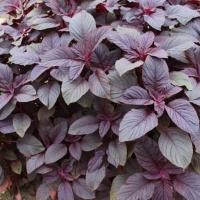 ราคา เมล็ดพันธุ์ ผักโขมแดง Red Garnet Amaranth Seed บรรจุ 500 เมล็ด คุณภาพดี ราคาถูก ของแท้ 100 (5315178424)