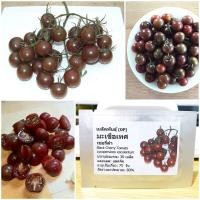 ราคา เมล็ดพันธุ์ มะเขือเทศเชอรี่ดำ Black Cherry Tomato Seed 30 เมล็ด คุณภาพดี ราคาถูก ของแท้ (2737528587)