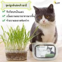 ราคา ็HM หญ้าแมว ชุดปลูกต้นข้าวสาลี ต้นอ่อนข้าวสาลี ออแกนิค พร้อมปลูก (7678356721)
