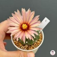 ราคา แอสโตรไฟตัม ดอกแดง Astrophytum แคคตัส กระบองเพชร cactus succulent (17798279423)