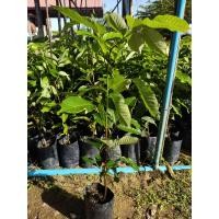 ราคา ต้นเงาะสีทองเพาะเมล็ดรับประกันสินค้าจนถึงมือลูกค้า (16845261801)