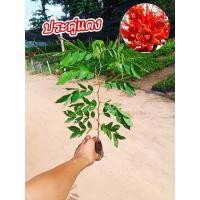 ราคา ต้นประดู่แดง ขนาดต้น 20 30 เซ็น (20005538747)