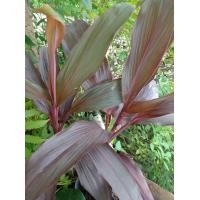 ราคา ต้นหมากผู้หมากเมียแดงทับทิมสยาม ส่งต้นเพาะชำ 1 ต้น (15099295523)