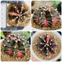 ราคา ยิมโนด่างไม้เมล็ด ชุดคัดเกรด ยิมโนด่าง ไม้เมล็ด กระบองเพชร แคคตัส (17290641296)
