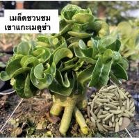 ราคา เมล็ดชวนชมเขาแกะเมดูซ่า ซองละ 10 เมล็ด (9434718917)