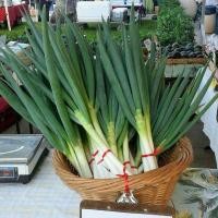 ราคา เมล็ดพันธุ์ ต้นหอมยักษ์ ต้นหอมญี่ปุ่น ต้นหอมใบใหญ่ 1100 เมล็ด 10 เเถม 1 คละได้ (8356172540)