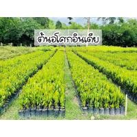 ราคา ต้นอโศกอินเดีย ชุด5ต้น ปลูกแนวรั้ว ไม้ยืนต้น (21179443169)