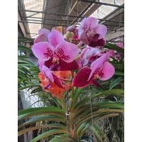 ราคา Vanda Orchid กล้วยไม้แวนด้า สีชมพู ทูโทน ส่งต้นติดดอก ฟอร์มสวย (12167885416)