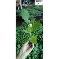ราคา ต้นกล้ามะเขือเปราะดาวขาว มีรสชาติหวาน กรอบ อร่อย พร้อมปลูก กล้าละ 10 บาท ซื้อ 10 แถม 2 (20714211855)