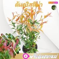 ราคา ต้นคริสติน่า กระถาง 6 นิ้ว ส่งพร้อมกระถาง (20288698373)